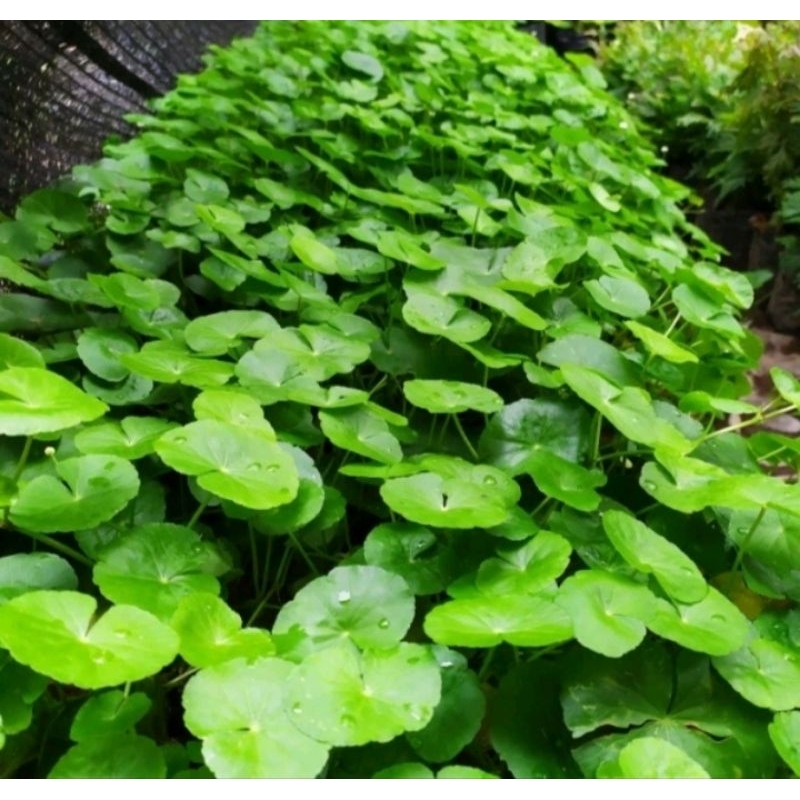 pegagan segar 1kg antanan segar