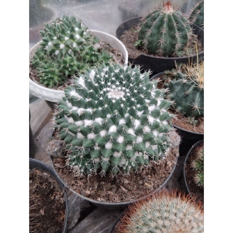 

salakijo jumbo