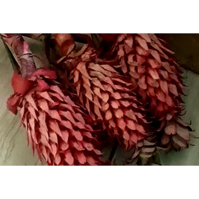 

Jual Buah Nanas merah / Nanas muda segar 500 gr Nanas hutan