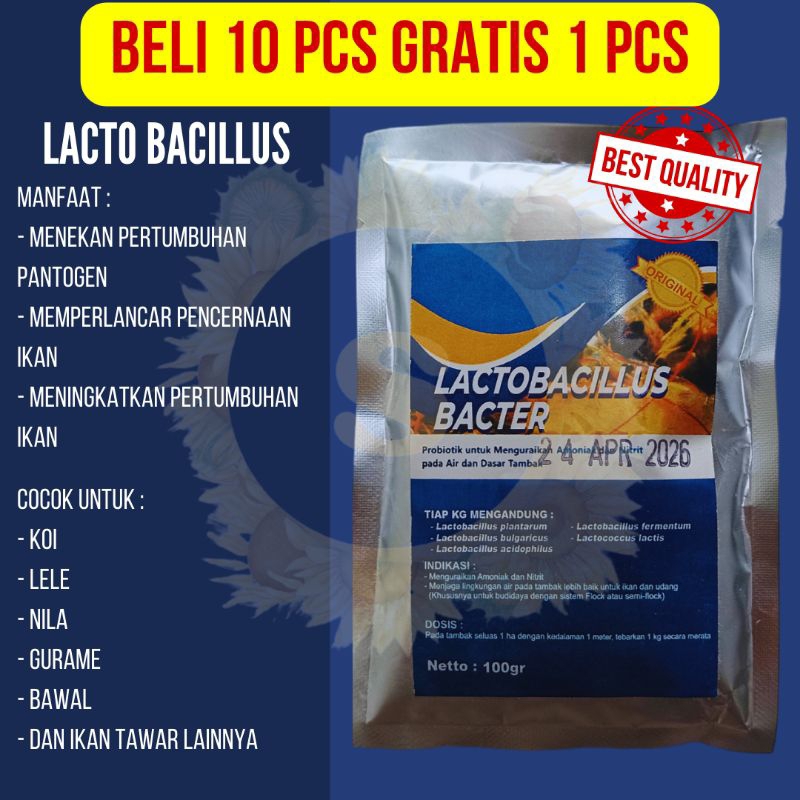 Probiotik Lactobacillus Bacter