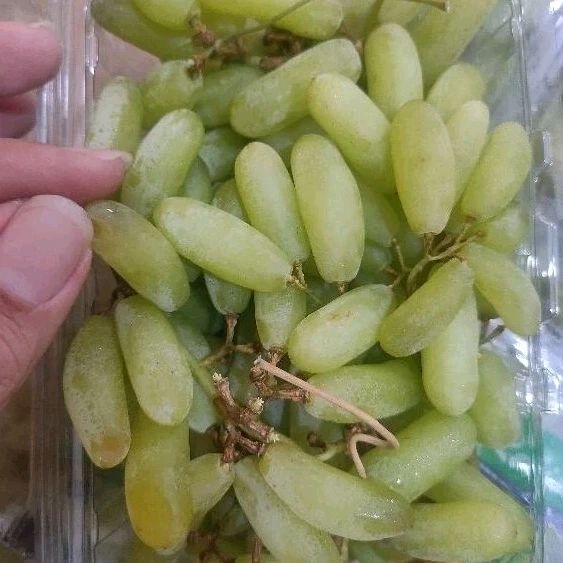 

Buah Anggur India Anggur Hijau Sonaka Seedless Grapes 1 pack