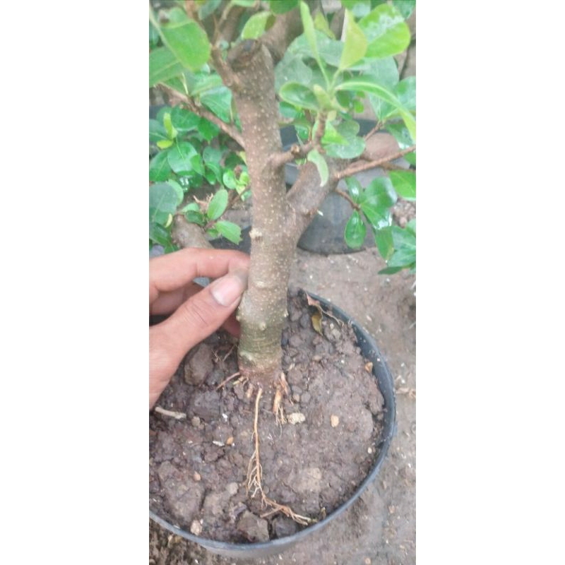 Bibit bonsai sianci bahan bonsai hiasan taman