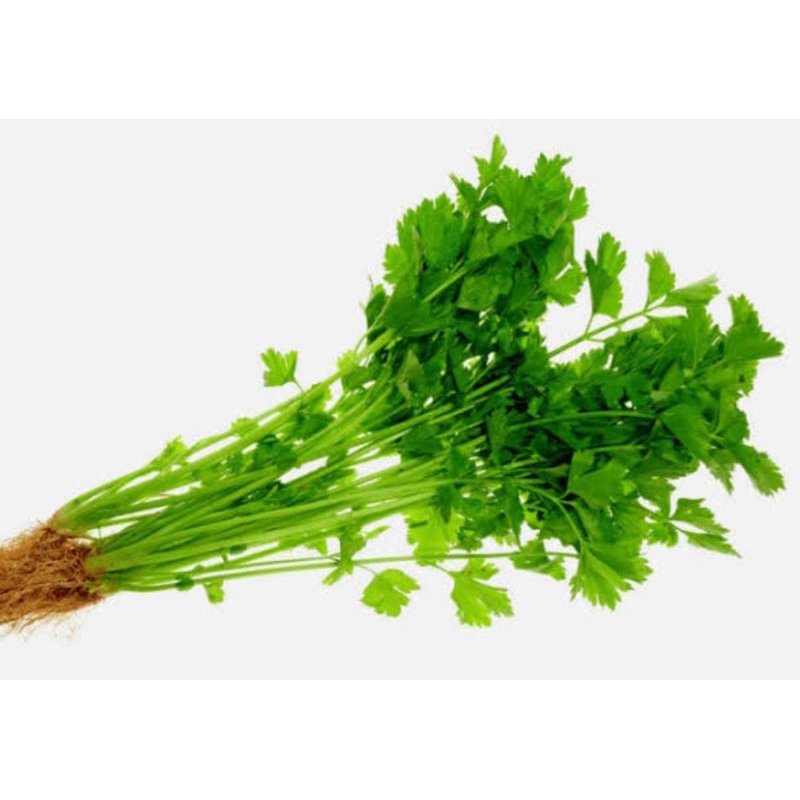 Daun ketumbar