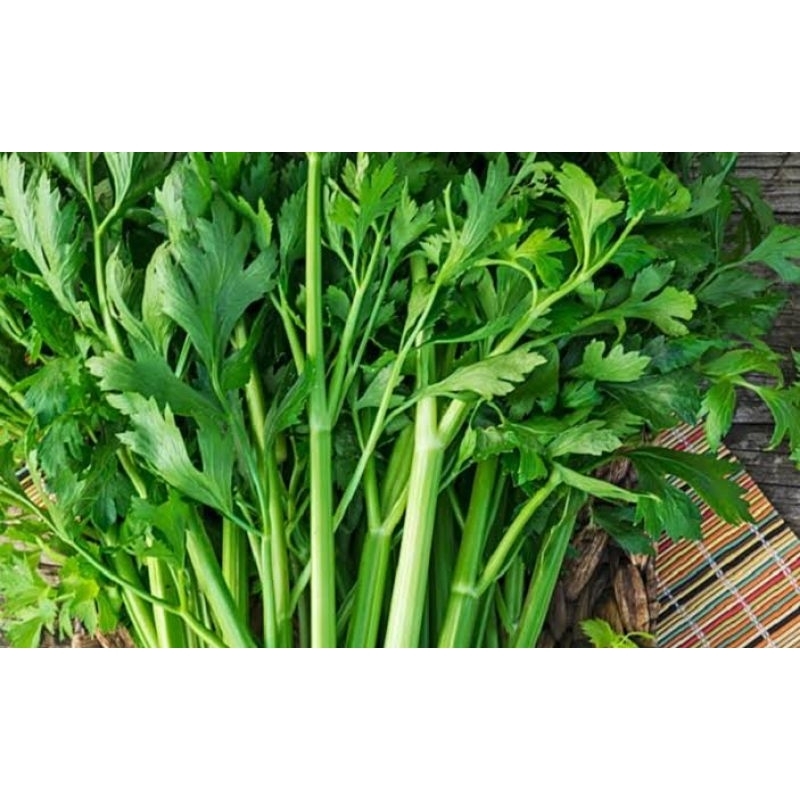 

daun seledri
