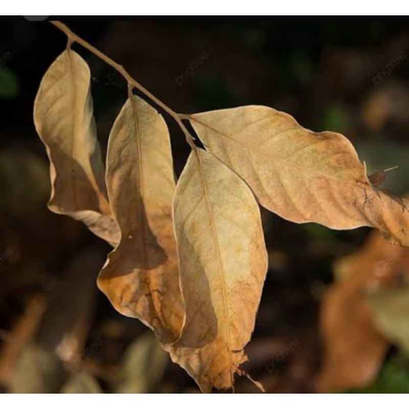 

Daun rambutan kering natural 250 gram-az