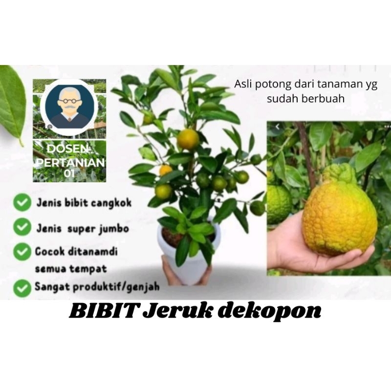 

Bibit Jeruk Dekopon Dari jepang