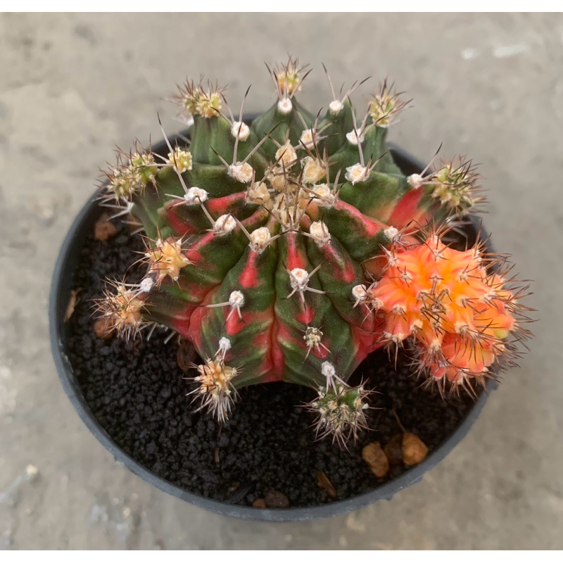 Gymno Miha Var Fukuryu