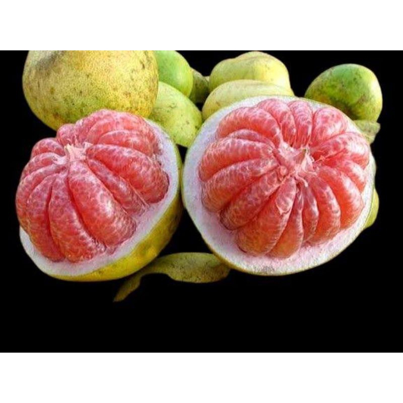 

jeruk bali buah