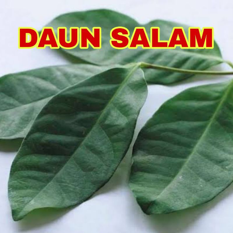 

DAUN SALAM UNTUK BUMBU MASAK DAN PENGOBATAN KESEHATAN