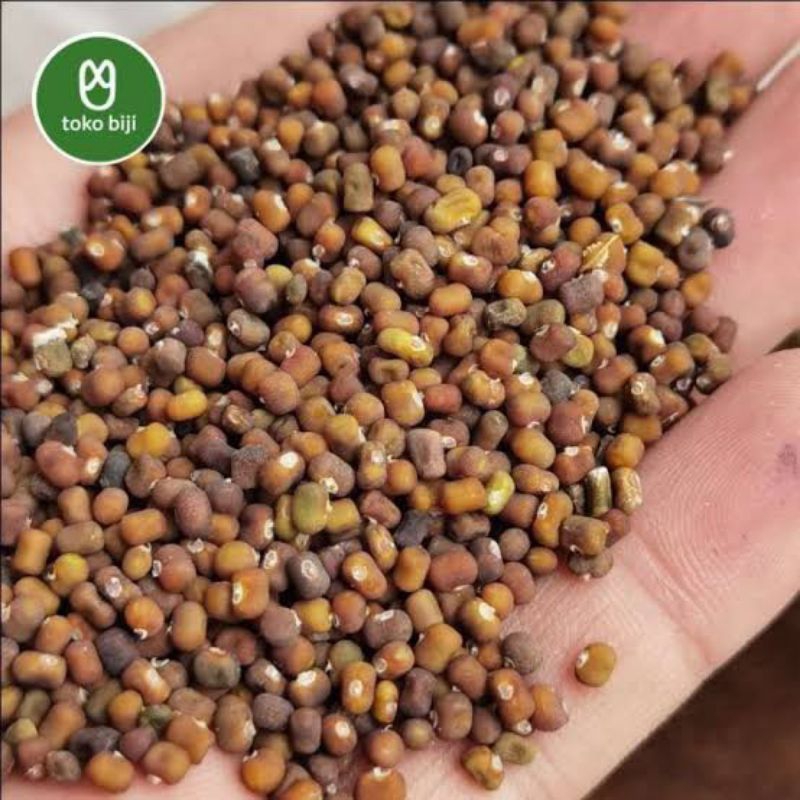 Benih PJ / Biji kacang PJ super 1 kg / pueraria javanika / Cover Crops LCC