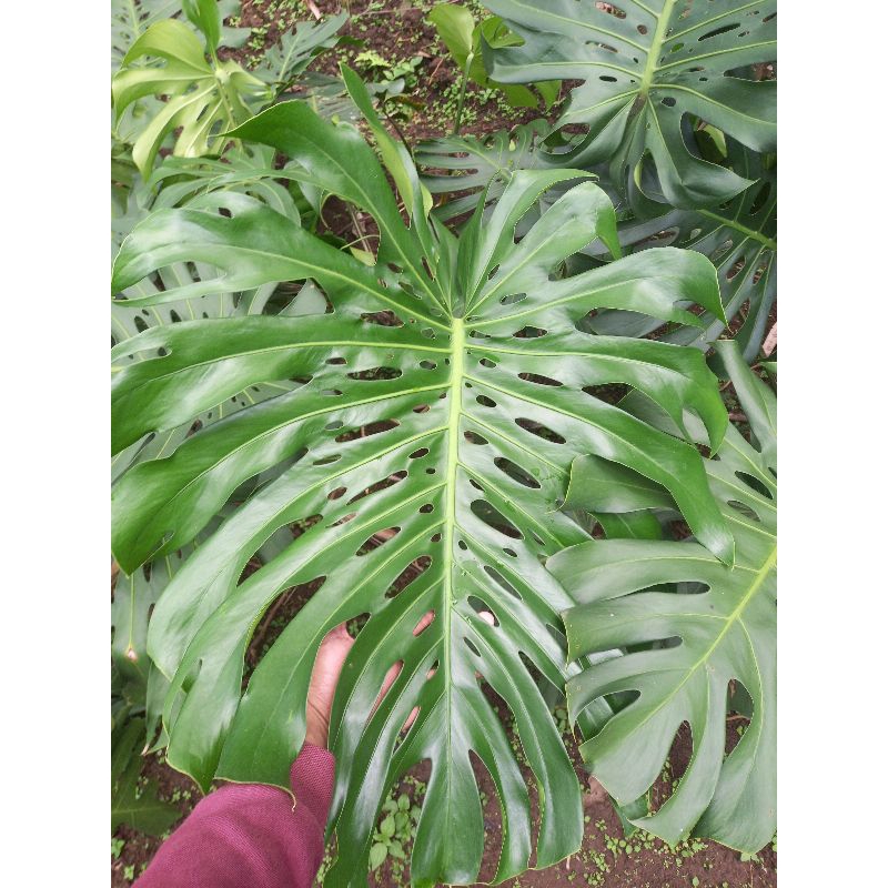 Tanaman Hias Monstera King Deliciosa, borsi, brazil