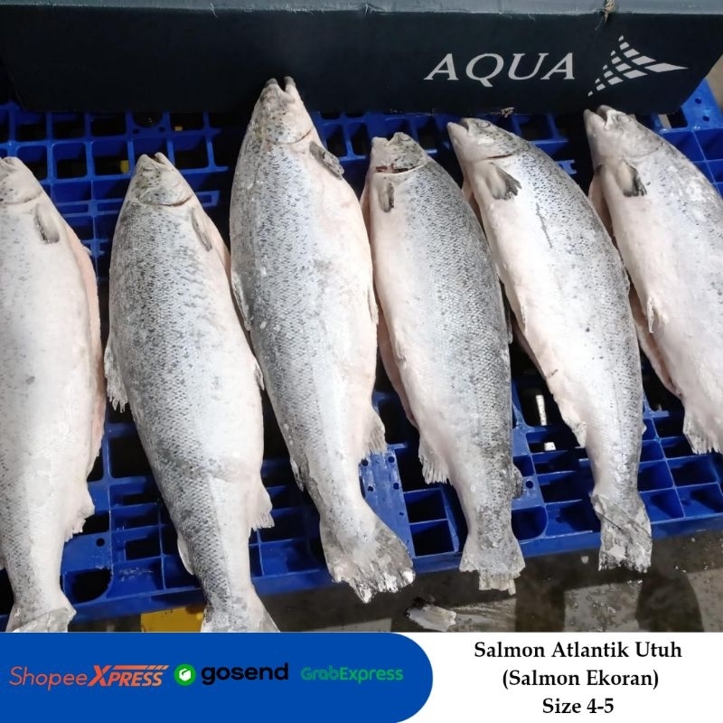 

Ikan Salmon Utuh Atlantik Beku/ Salmon Whole Atlantik Frozen /Size 4-5