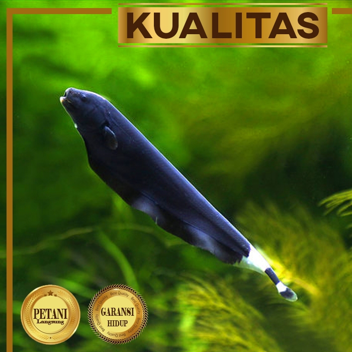 Black Ghost Ikan Hias Bulu Ayam Aquascape Hiasan Aquarium Tanaman Air