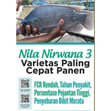 Big Sale AP 2  Nila Nirwana 3 Varietas Nila yang Paling Cepat Panen