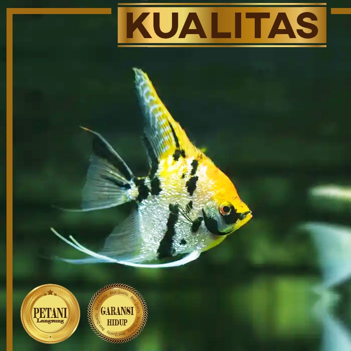 Manfish Tricolor (isi 2) Ikan Hias Hiasan Aquarium Tanaman Air Aquascape