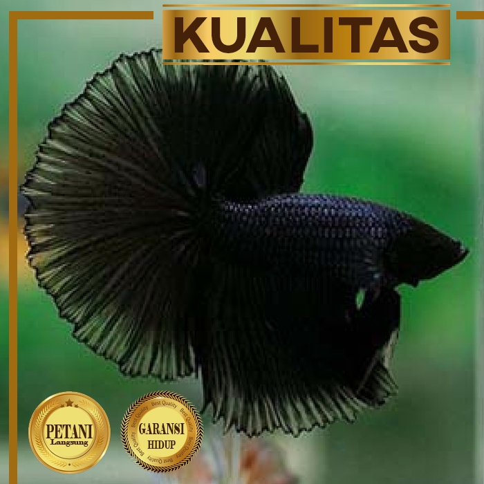 Ikan Cupang Halfmoon Super Black Hiasan Aquarium Tanaman Aquascape