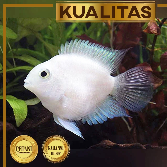 Platinum Polar Ikan Hias Parrot Putih Hiasan Aquarium Aquascape Tanaman Air