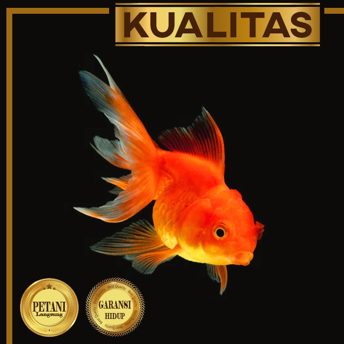 Koki Baby Oranda (isi 2) Ikan HIas Aquascape Hiasan Aquarium Tanaman Air Tawar