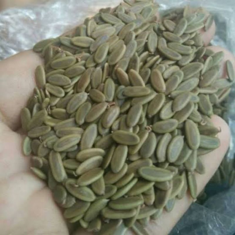 BENIH SENGON LAUT /  BIJI SENGON LAUT / BENIH SENGON LAUT UNGGUL /  NETTO 1 KG / BENIH SENGON LAUT B