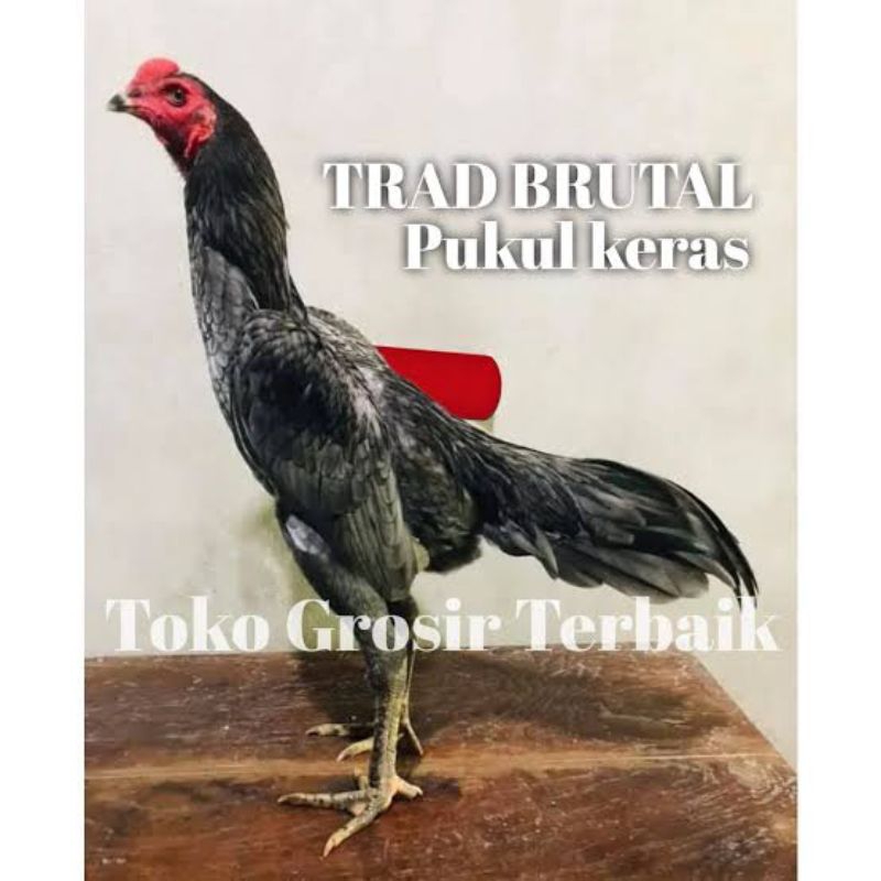 

telur ayam bangkok x mangon kelawu