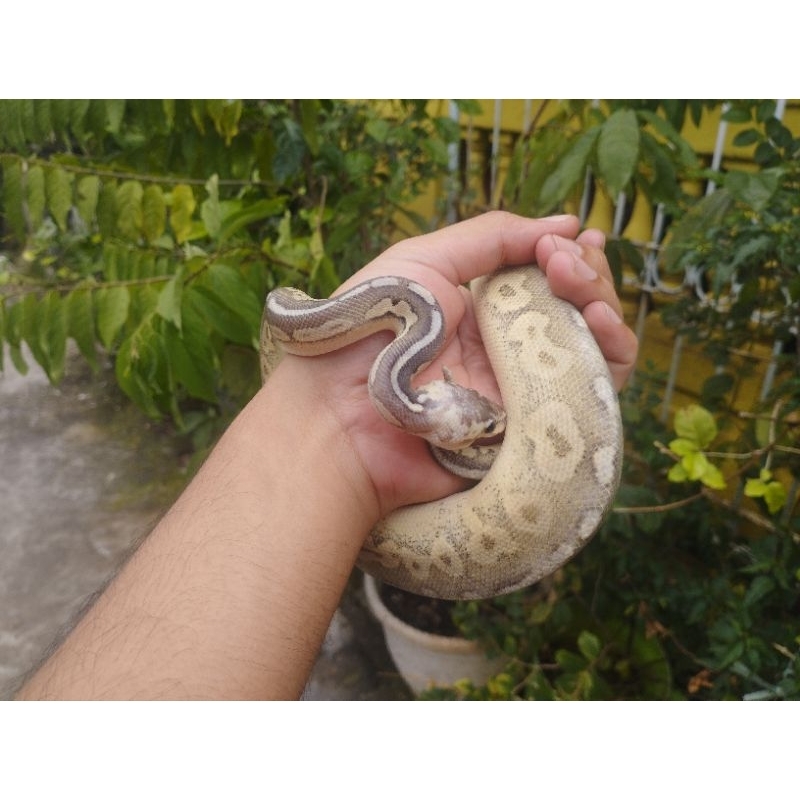 Ball Python Sterling Pastel