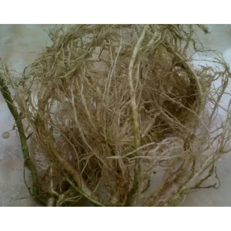 

Akar bandotan segar organik 500 gram-az