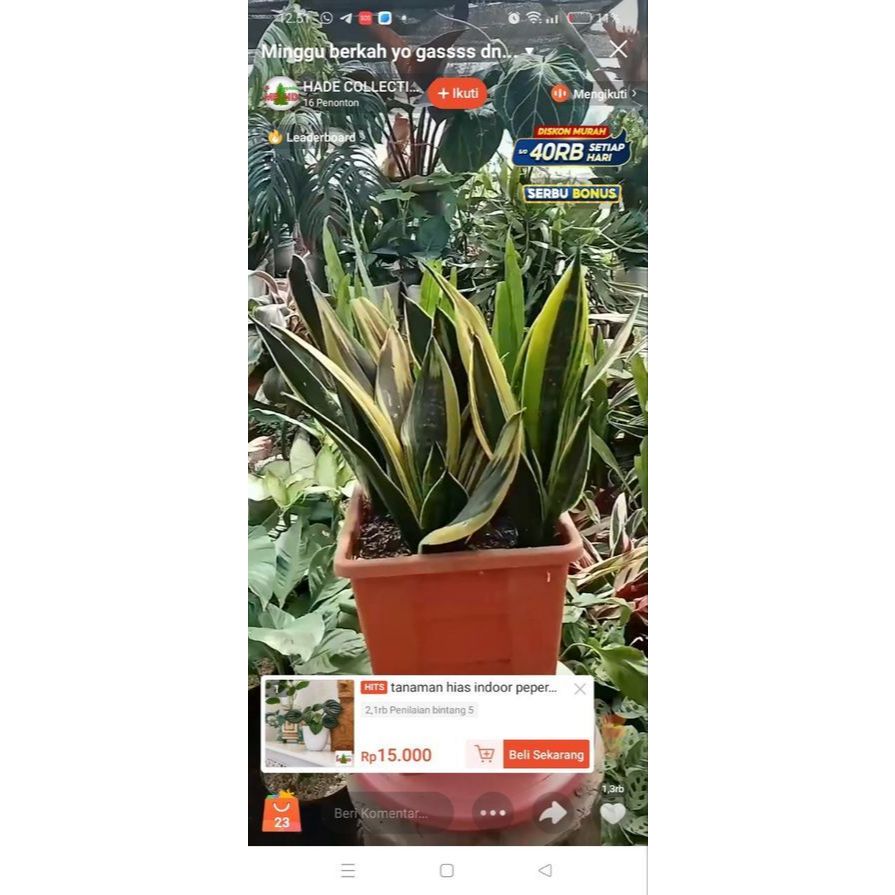 tanaman hias sansevieria golden flame mutasi