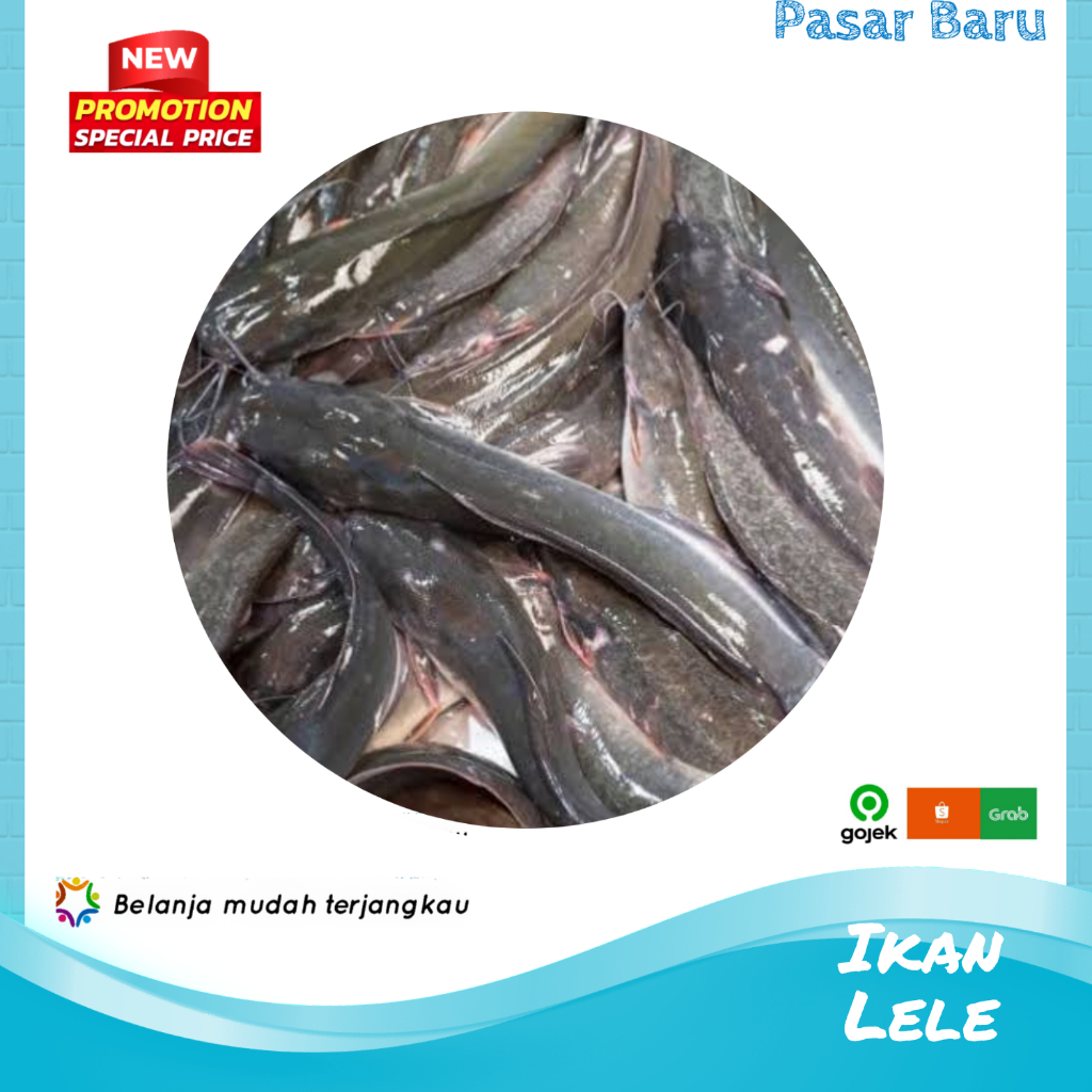 

Ikan Lele • 1kg ✓ Murah | Pasar Baru Makassar