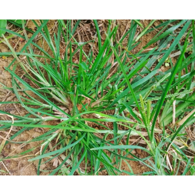 

Rumput belulang atau daun jampang segar 1 kg-az