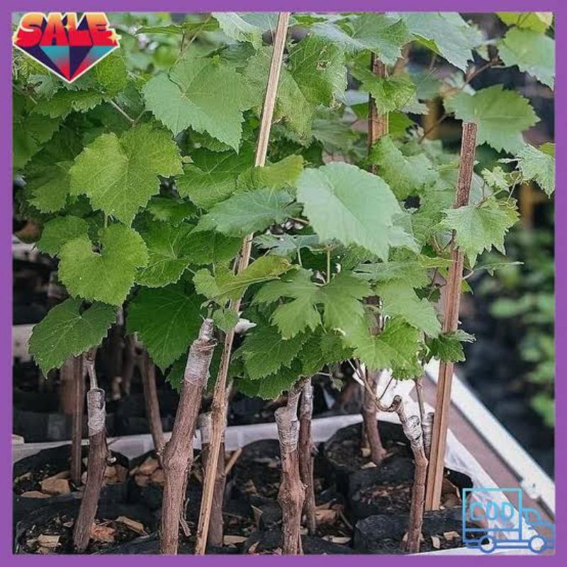 bibit anggur Jupiter siap berbunga