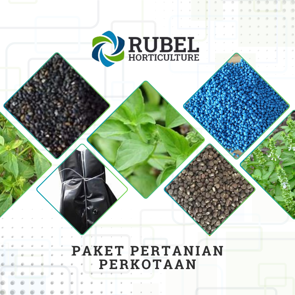 

Paket Pertanian Perkotaan - Paket Lengkap Siap Berkebun/Bertani Di Daerah Perkotaan Atau Lahan Sempit - Benih Kemangi Unggul - RUBEL HORTIKULTURE