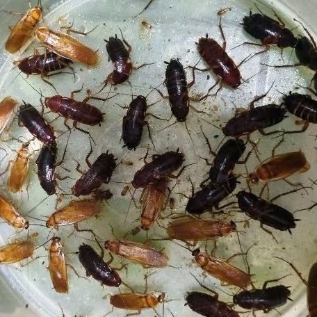 Kecoa Turkish Indukkan paket breeding  50 ekor