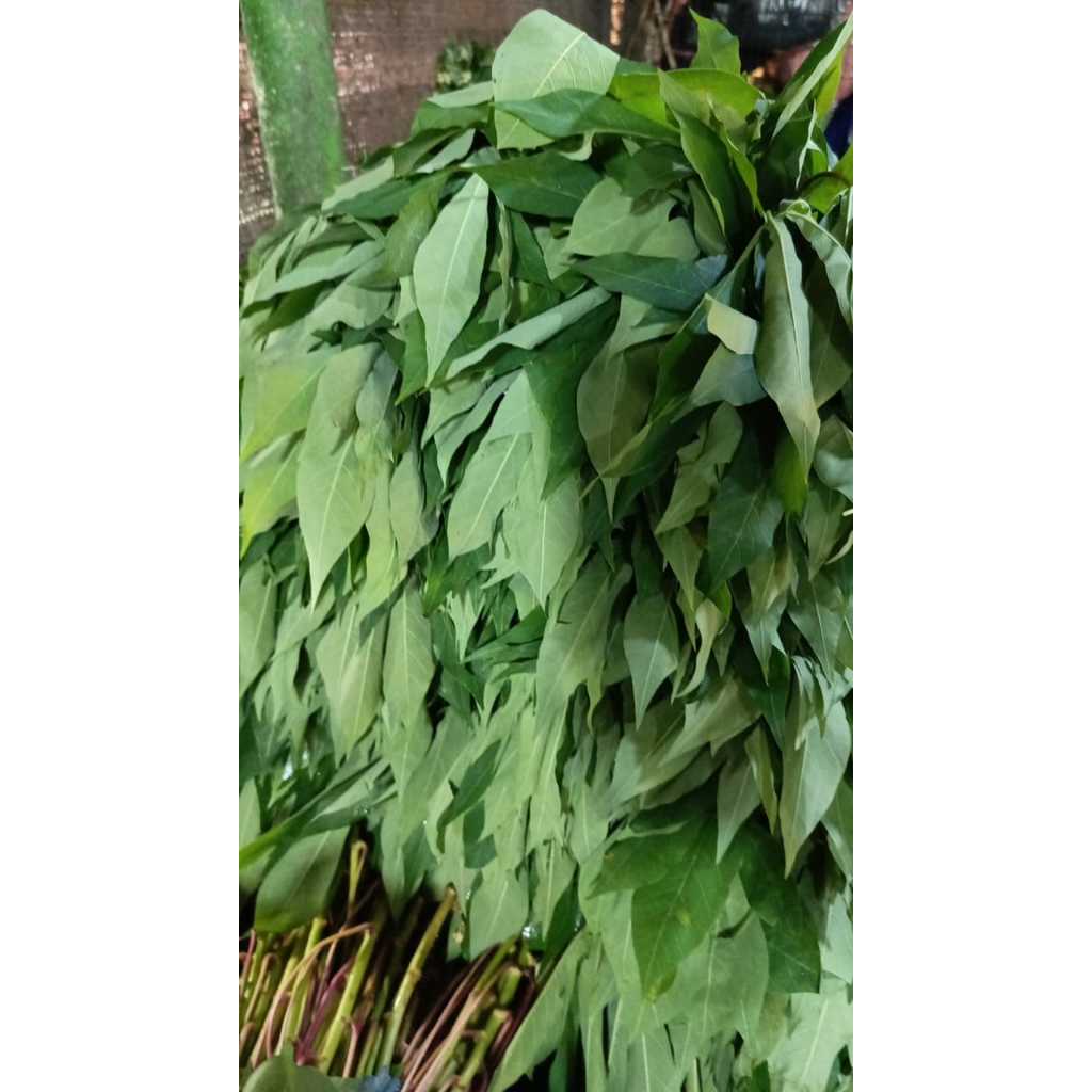 

Daun Singkong 1 ikat