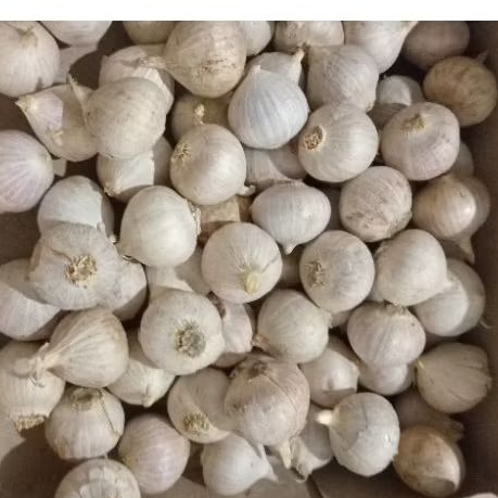 

bawang putih tunggal putih super 1kg/bawang tunggal free kardus packing baru