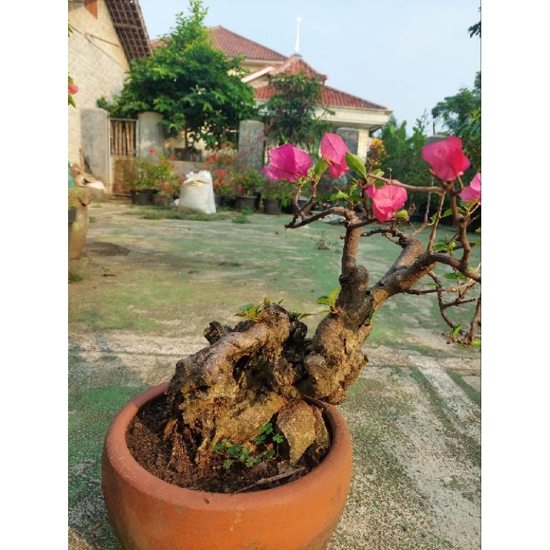 Bahan Bonsai Bougenville