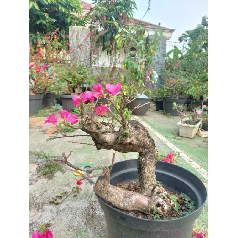 Bahan Bonsai Bougenville