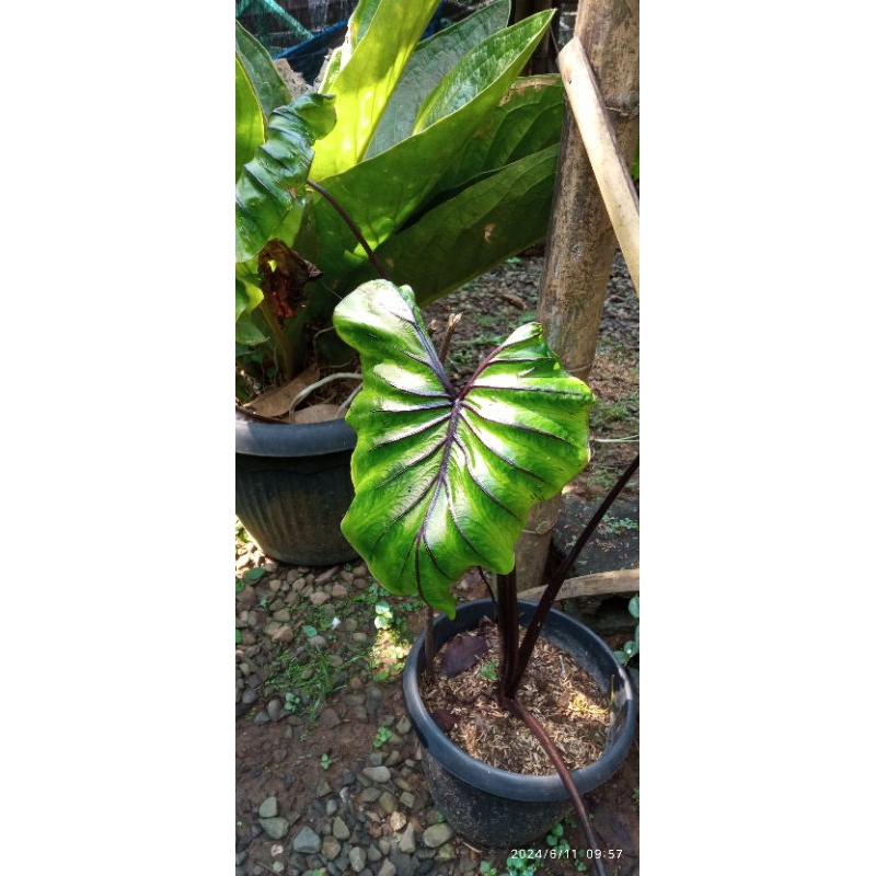 colocasia paraoh mask