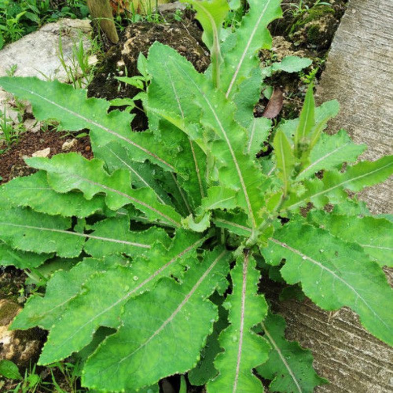 

daun tempuyung 500g segar