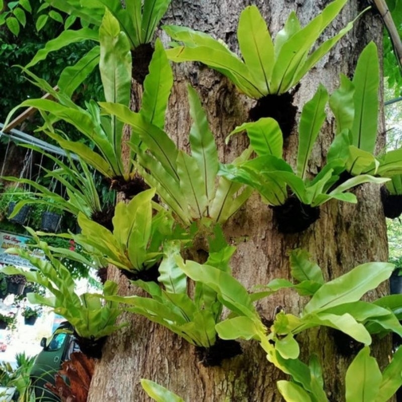 Kadaka hutan / tanaman hias / kadaka paludarium uk sedang & besar