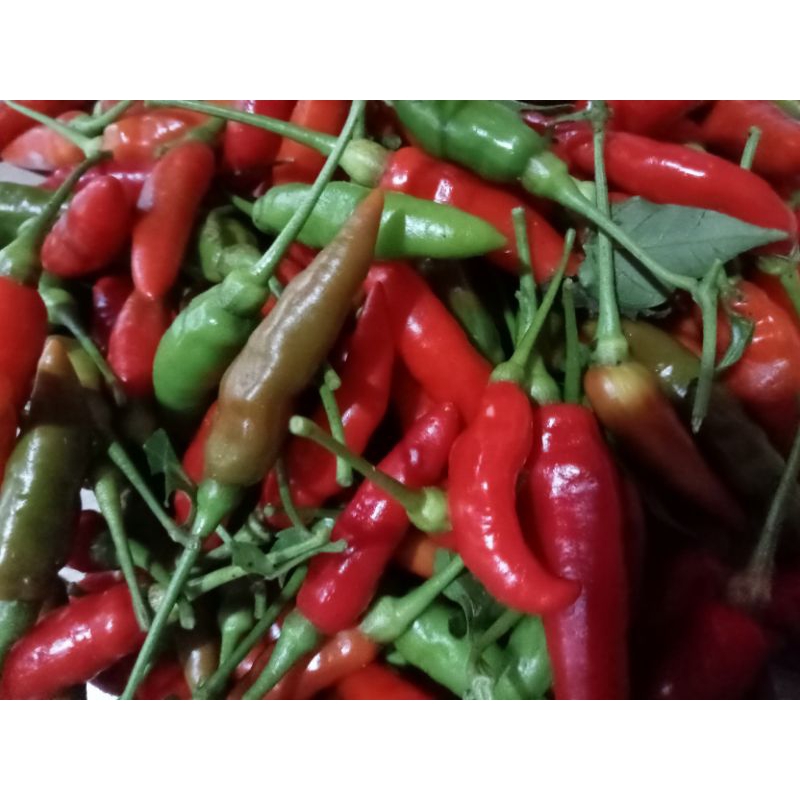 

cengek kampung 200 gr