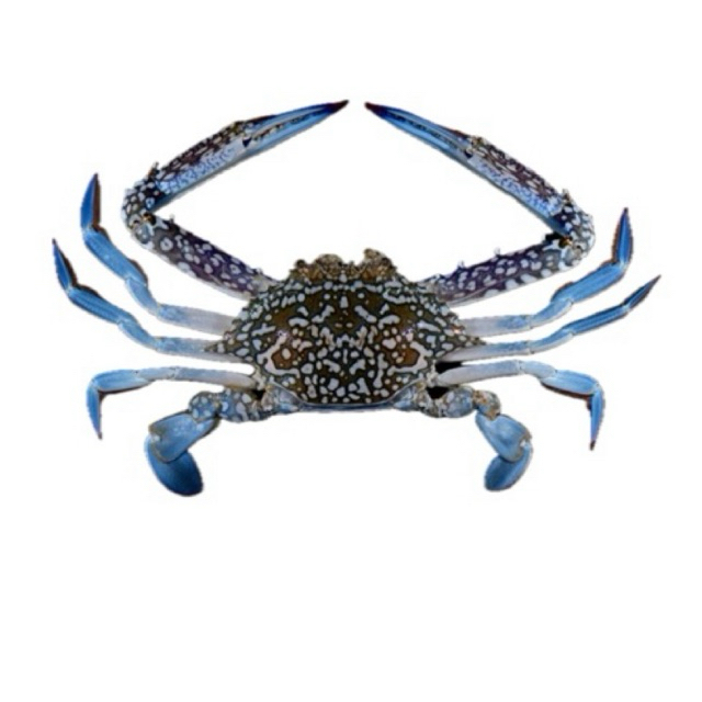 

Rajungan / Kepiting laut 1 KG 3 Ekor / Blue Swimmer Crab