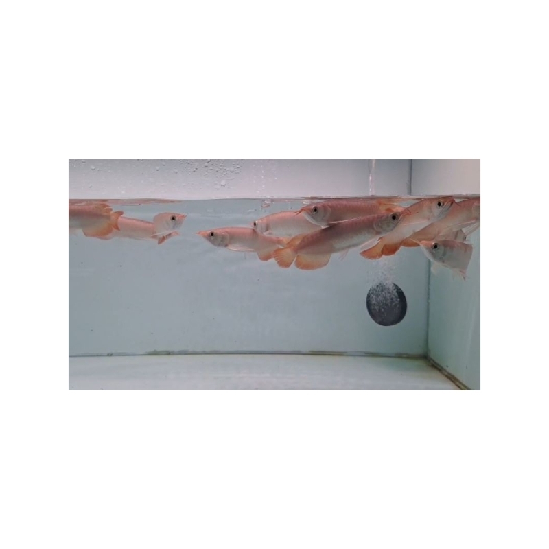 arowana super red 15-16 cm genetik merah TERMURAH 