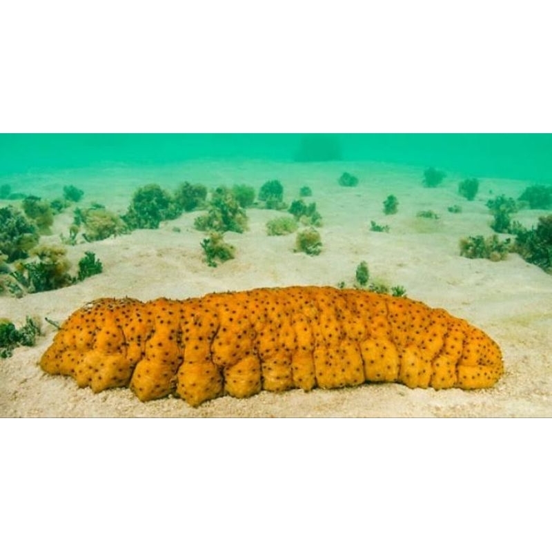 serbuk extrak Gamat emas