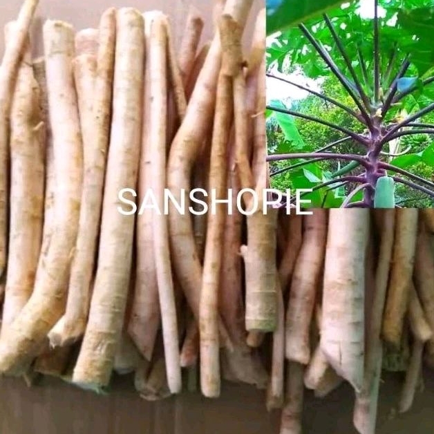 

Akar Pepaya Ungu Pepaya Wulung Segar 1 kg