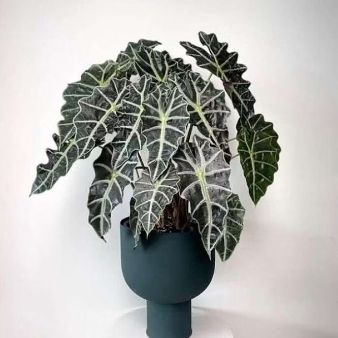 Tanaman Alocasia Amazon / Alocasia Amazonica / Caladium Amazon / African Mask / Keladi Amazon