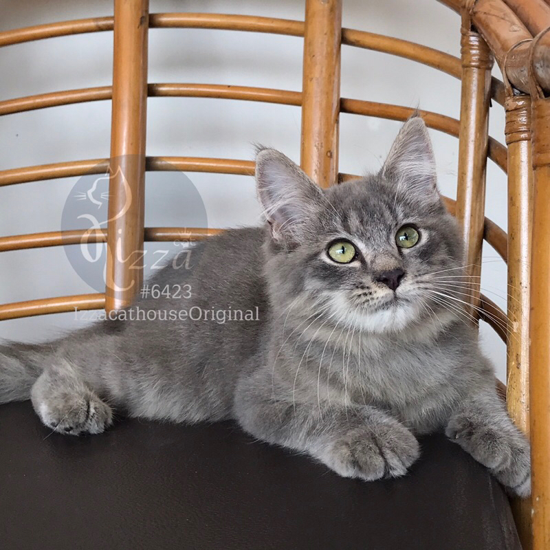 makanan kucing Mainecoon pure grey. green eyes