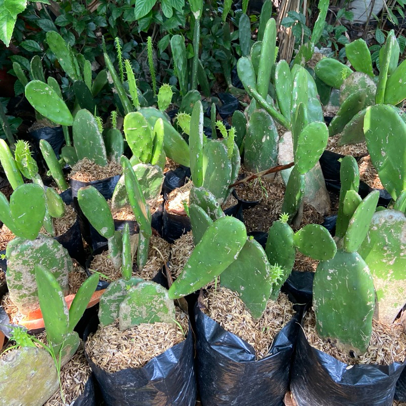 Tanaman Hias Kaktus Centong -Kaktus centong - Kaktus Murah