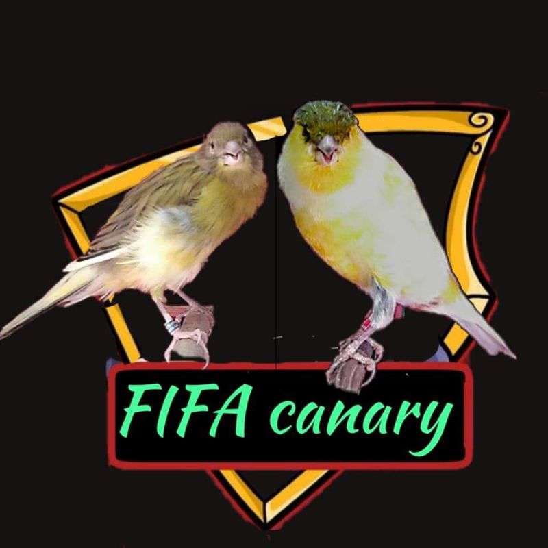 kenari AF gacoran