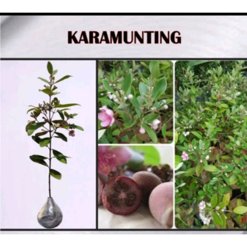 BiBit Tanaman buah karumunting