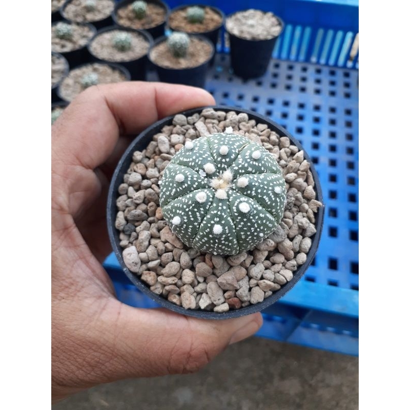 Astro asterias yamamoto x ooibo